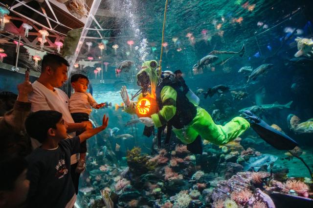 (261004) -- VANCOUVER, Oct. 4, 2026 (Xinhua) -- A diver shows a carved pumpkin to visitors inside a giant tank during the Fin-tastic Fall Festival at the Vancouver Aquarium in Vancouver, British Columbia, Canada, Oct. 3, 2026. The festival runs from Sept. 26 to Oct. 31 to celebrate the fall season through underwater pumpkin carving, seasonal animal programs and other activities. (Photo by Liang Sen/Xinhua)