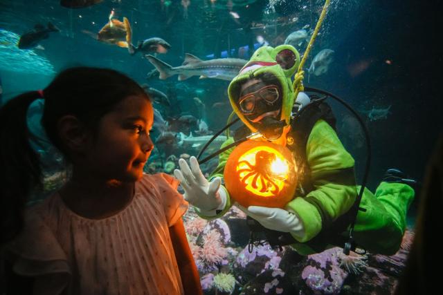 (261004) -- VANCOUVER, Oct. 4, 2026 (Xinhua) -- A diver presents a carved pumpkin to a girl inside a giant tank during the Fin-tastic Fall Festival at the Vancouver Aquarium in Vancouver, British Columbia, Canada, Oct. 3, 2026. The festival runs from Sept. 26 to Oct. 31 to celebrate the fall season through underwater pumpkin carving, seasonal animal programs and other activities. (Photo by Liang Sen/Xinhua)