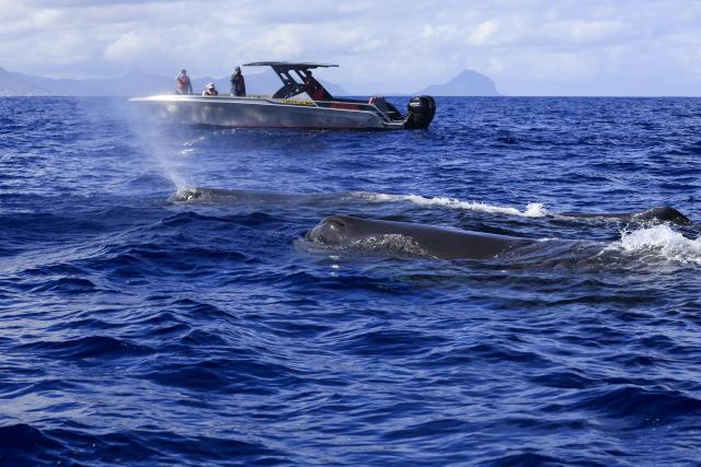 (261004) -- BLACK RIVER, Oct. 4, 2026 (Xinhua) -- This photo taken on Oct. 3, 2026 shows sperm whales in the waters off Black River district in Mauritius. (Xinhua/Chen Wei)