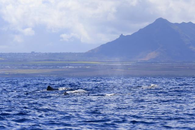 (261004) -- BLACK RIVER, Oct. 4, 2026 (Xinhua) -- This photo taken on Oct. 3, 2026 shows sperm whales in the waters off Black River district in Mauritius. (Xinhua/Chen Wei)