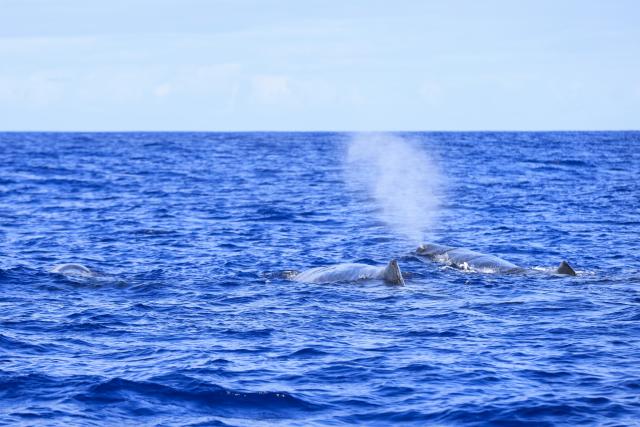 (261004) -- BLACK RIVER, Oct. 4, 2026 (Xinhua) -- This photo taken on Oct. 3, 2026 shows sperm whales in the waters off Black River district in Mauritius. (Xinhua/Chen Wei)