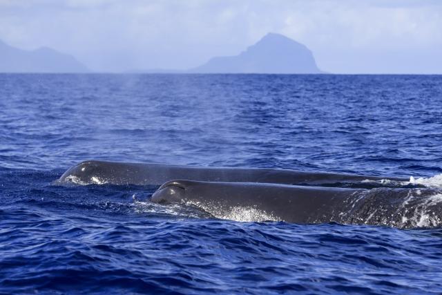 (261004) -- BLACK RIVER, Oct. 4, 2026 (Xinhua) -- This photo taken on Oct. 3, 2026 shows sperm whales in the waters off Black River district in Mauritius. (Xinhua/Chen Wei)
