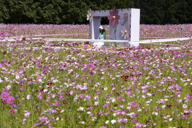 (261004) -- GURI, Oct. 4, 2026 (Xinhua) -- A tourist poses for photos in the flowers in Guri city, Gyeonggi-do province, South Korea, Oct. 4, 2026. (Photo by Jun Hyosang/Xinhua)