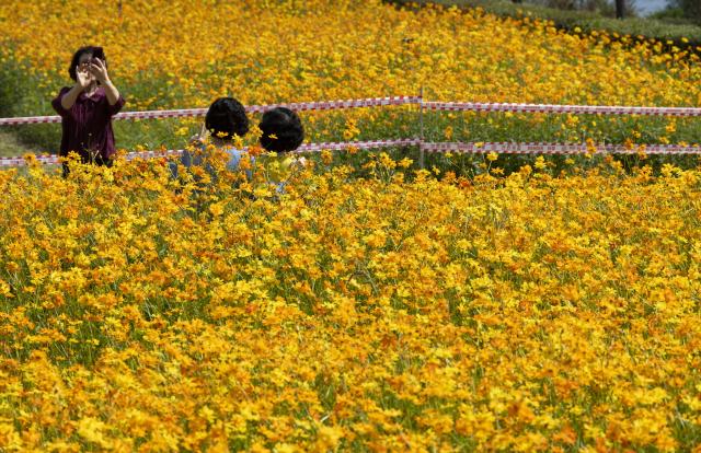 (261004) -- GURI, Oct. 4, 2026 (Xinhua) -- Tourists pose for photos in the flowers in Guri city, Gyeonggi-do province, South Korea, Oct. 4, 2026. (Photo by Jun Hyosang/Xinhua)