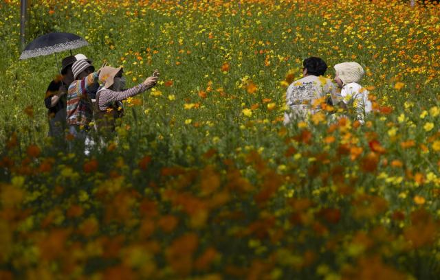 (261004) -- GURI, Oct. 4, 2026 (Xinhua) -- Tourists pose for photos in the flowers in Guri city, Gyeonggi-do province, South Korea, Oct. 4, 2026. (Photo by Jun Hyosang/Xinhua)