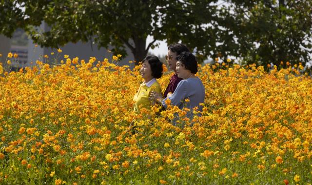 (261004) -- GURI, Oct. 4, 2026 (Xinhua) -- Tourists pose for photos in the flowers in Guri city, Gyeonggi-do province, South Korea, Oct. 4, 2026. (Photo by Jun Hyosang/Xinhua)