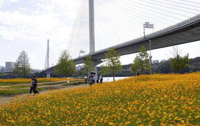 (261004) -- GURI, Oct. 4, 2026 (Xinhua) -- Tourists enjoy flowers in Guri city, Gyeonggi-do province, South Korea, Oct. 4, 2026. (Photo by Jun Hyosang/Xinhua)