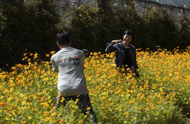 (261004) -- GURI, Oct. 4, 2026 (Xinhua) -- A tourist poses for photos in the flowers in Guri city, Gyeonggi-do province, South Korea, Oct. 4, 2026. (Photo by Jun Hyosang/Xinhua)