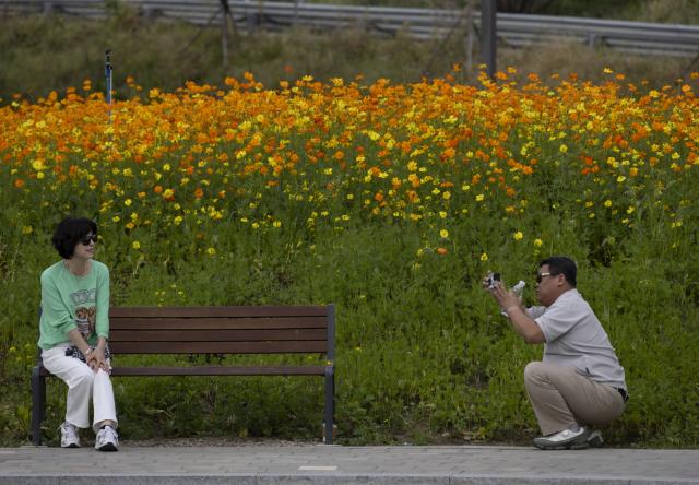 (261004) -- GURI, Oct. 4, 2026 (Xinhua) -- A tourist poses for photos beside the flower sea in Guri city, Gyeonggi-do province, South Korea, Oct. 4, 2026. (Photo by Jun Hyosang/Xinhua)