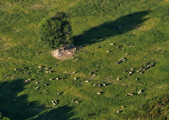 (261004) -- WENXIAN, Oct. 4, 2026 (Xinhua) -- An aerial drone photo taken on Sept. 3, 2026 shows a herd of sheep in Chenjiagou Village of Wenxian County, central China's Henan Province. Social media users in the West have recently embraced "Chinamaxxing," in which young people show interest in aspects of Chinese daily life.
   Taijiquan, a kind of traditional martial arts, was born in the mid-17th century in Chenjiagou Village. Rooted in Chinese philosophy, traditional medicine and martial arts, Taijiquan has evolved into a wide range of styles and is now practiced in more than 180 countries and regions. For foreign visitors, Chenjiagou is naturally one of the best spots to experience the "Chinamaxxing" trend. The small village offers a tranquil and comfortable living environment which lets visitors get away from the busy pace of city life and immerse themselves in traditional Chinese culture. (Xinhua/Li Jianan)