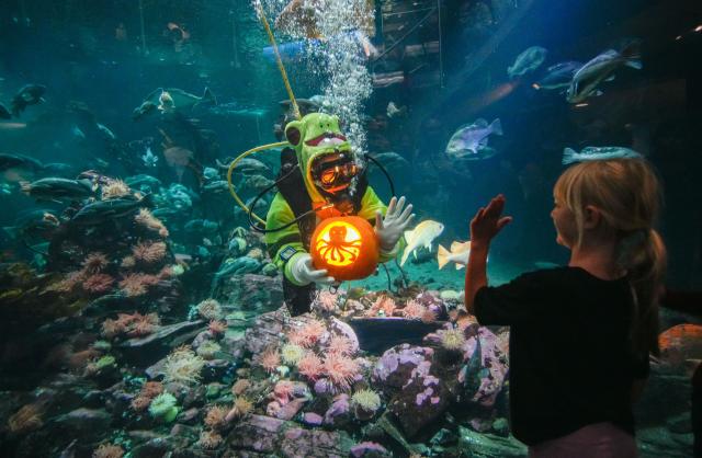 (261005) -- BEIJING, Oct. 5, 2026 (Xinhua) -- A diver presents a carved pumpkin to a girl inside a giant tank during the Fin-tastic Fall Festival at the Vancouver Aquarium in Vancouver, British Columbia, Canada, Oct. 3, 2026. The festival runs from Sept. 26 to Oct. 31 to celebrate the fall season through underwater pumpkin carving, seasonal animal programs and other activities. (Photo by Liang Sen/Xinhua)