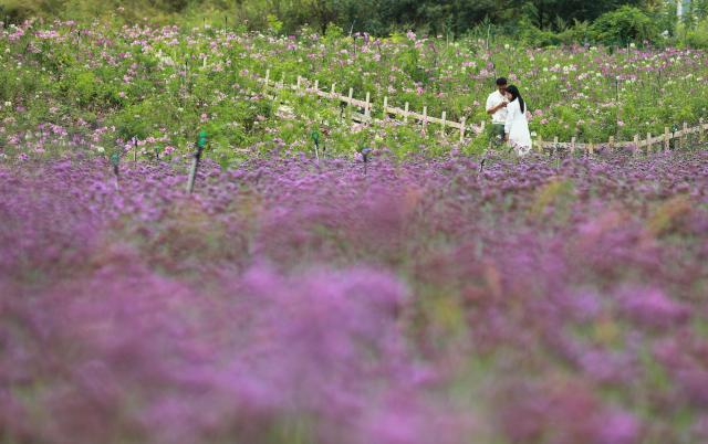 (261005) -- BEIJING, Oct. 5, 2026 (Xinhua) -- Tourists take photos among flowers in Kaili City of Qiandongnan Miao and Dong Autonomous Prefecture, southwest China's Guizhou Province, Oct. 5, 2026. Large numbers of visitors have flocked to rural areas across China during the National Day holiday. (Photo by Wu Xianyan/Xinhua)