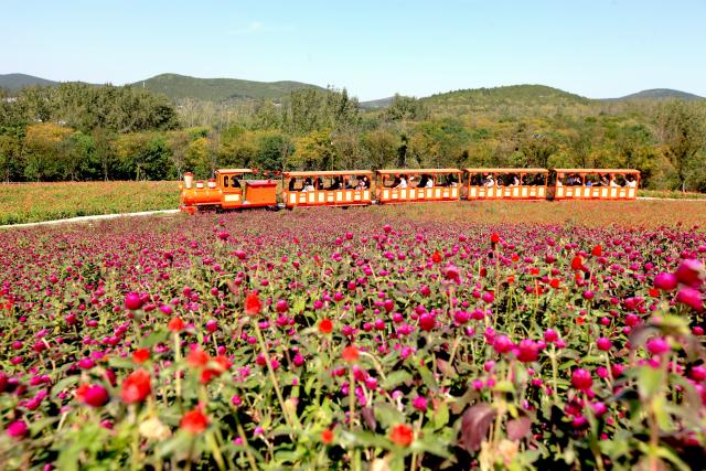 (261005) -- BEIJING, Oct. 5, 2026 (Xinhua) -- Tourists view flowers on a train in Niyuan Village of Xuzhou, east China's Jiangsu Province, Oct. 5, 2026. Large numbers of visitors have flocked to rural areas across China during the National Day holiday. (Photo by Kuai Chuang/Xinhua)