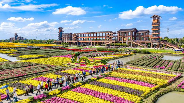 (261005) -- BEIJING, Oct. 5, 2026 (Xinhua) -- An aerial drone photo taken on Oct. 5, 2026 shows tourists viewing chrysanthemum at a scenic spot in Xinghua City, east China's Jiangsu Province. Large numbers of visitors have flocked to rural areas across China during the National Day holiday. (Photo by Zhou Shegen/Xinhua)