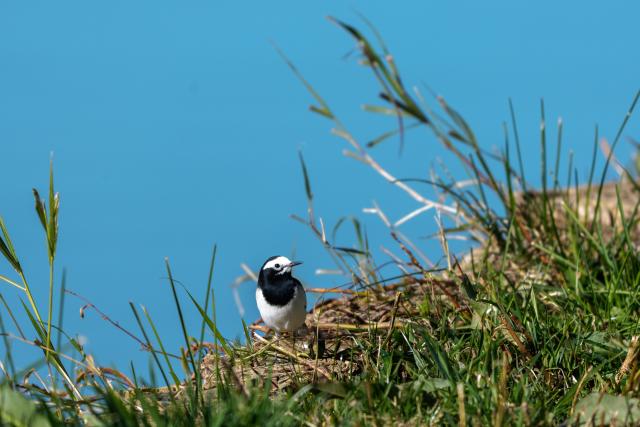 (261006) -- LHASA, Oct. 6, 2026 (Xinhua) -- A bird is seen at the Lhalu wetland in Lhasa, southwest China's Xizang Autonomous Region, Oct. 6, 2026. Lhalu Wetland National Nature Reserve, known as "the Lung of Lhasa", features a vibrant and thriving ecological landscape in autumn. (Xinhua/Tenzing Nima Qadhup)