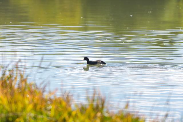 (261006) -- LHASA, Oct. 6, 2026 (Xinhua) -- A bird is seen at the Lhalu wetland in Lhasa, southwest China's Xizang Autonomous Region, Oct. 6, 2026. Lhalu Wetland National Nature Reserve, known as "the Lung of Lhasa", features a vibrant and thriving ecological landscape in autumn. (Xinhua/Tenzing Nima Qadhup)