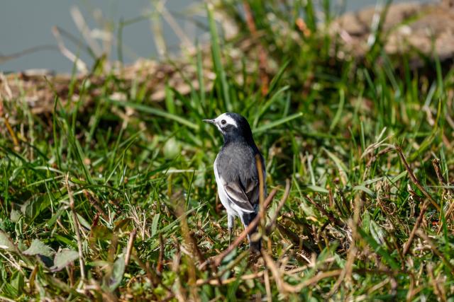 (261006) -- LHASA, Oct. 6, 2026 (Xinhua) -- A bird is seen at the Lhalu wetland in Lhasa, southwest China's Xizang Autonomous Region, Oct. 6, 2026. Lhalu Wetland National Nature Reserve, known as "the Lung of Lhasa", features a vibrant and thriving ecological landscape in autumn. (Xinhua/Tenzing Nima Qadhup)