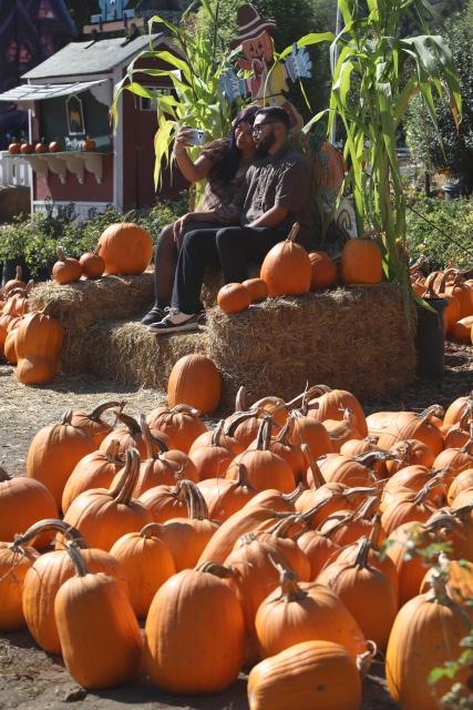 (261006) -- SAN FRANCISCO, Oct. 6, 2026 (Xinhua) -- People take selfies at a pumpkin orchard in Half Moon Bay in San Francisco Bay Area of California, the United States, Oct. 5, 2026. (Photo by Liu Yilin/Xinhua)