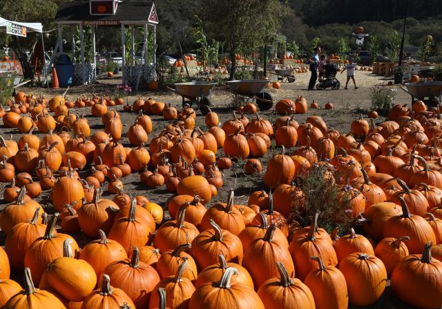 (261006) -- SAN FRANCISCO, Oct. 6, 2026 (Xinhua) -- People view pumpkins at a pumpkin orchard in Half Moon Bay in San Francisco Bay Area of California, the United States, Oct. 5, 2026. (Photo by Liu Yilin/Xinhua)