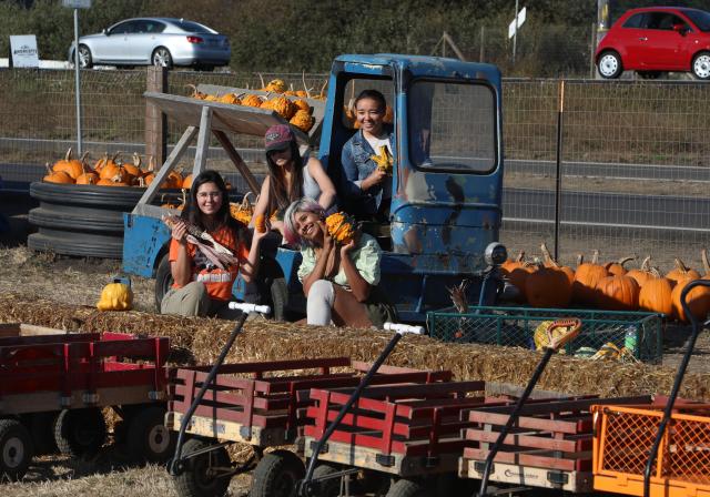 (261006) -- SAN FRANCISCO, Oct. 6, 2026 (Xinhua) -- People view pumpkins at a pumpkin orchard in Half Moon Bay in San Francisco Bay Area of California, the United States, Oct. 5, 2026. (Photo by Liu Yilin/Xinhua)