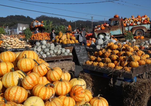 (261006) -- SAN FRANCISCO, Oct. 6, 2026 (Xinhua) -- People view pumpkins at a pumpkin orchard in Half Moon Bay in San Francisco Bay Area of California, the United States, Oct. 5, 2026. (Photo by Liu Yilin/Xinhua)