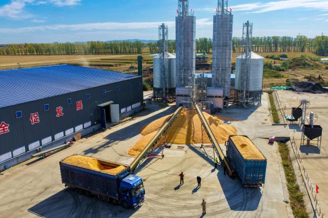 (261007) -- BEIJING, Oct. 7, 2026 (Xinhua) -- A drone photo taken on Oct. 4, 2026 shows staff members drying harvested corns in a farm under Beidahuang Group in northeast China's Heilongjiang Province. China's top grain producer Heilongjiang Province has witnessed a bountiful harvest during the National Day holiday. (Photo by Xu Hongyu/Xinhua)