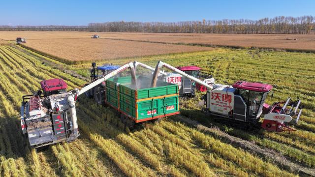 (261007) -- BEIJING, Oct. 7, 2026 (Xinhua) -- A drone photo taken on Oct. 6, 2026 shows harvesters working in a paddy field of a farm under Beidahuang Group in northeast China's Heilongjiang Province. China's top grain producer Heilongjiang Province has witnessed a bountiful harvest during the National Day holiday. (Photo by Li Xing/Xinhua)