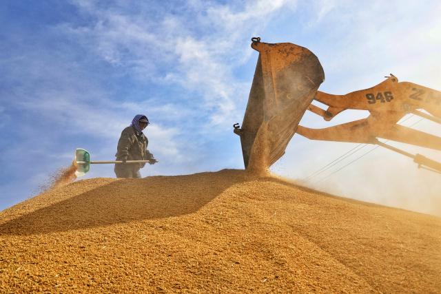 (261007) -- BEIJING, Oct. 7, 2026 (Xinhua) -- A farmer arranges harvested grains in a drying yard of a farm under Beidahuang Group in northeast China's Heilongjiang Province, Oct. 5, 2026. China's top grain producer Heilongjiang Province has witnessed a bountiful harvest during the National Day holiday. (Photo by Liu Wanping/Xinhua)