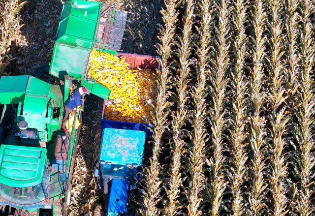 (261007) -- BEIJING, Oct. 7, 2026 (Xinhua) -- An aerial drone photo taken on Oct. 6, 2026 shows a harvester working in a corn field in Fujin, northeast China's Heilongjiang Province. China's top grain producer Heilongjiang Province has witnessed a bountiful harvest during the National Day holiday. (Photo by Qu Yubao/Xinhua)