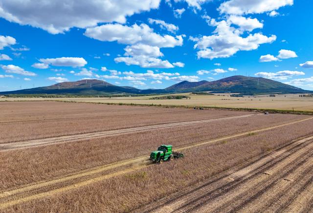 (261007) -- BEIJING, Oct. 7, 2026 (Xinhua) -- A drone photo taken on Oct. 3, 2026 shows a harvester working in a soybean field in Fujin, northeast China's Heilongjiang Province. China's top grain producer Heilongjiang Province has witnessed a bountiful harvest during the National Day holiday. (Photo by Qu Yubao/Xinhua)