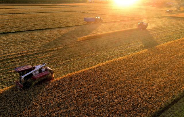 (261007) -- BEIJING, Oct. 7, 2026 (Xinhua) -- A drone photo taken on Oct. 2, 2026 shows harvesters working in a paddy field under Beidahuang Group in northeast China's Heilongjiang Province. China's top grain producer Heilongjiang Province has witnessed a bountiful harvest during the National Day holiday. (Photo by Huang Yongxing/Xinhua)