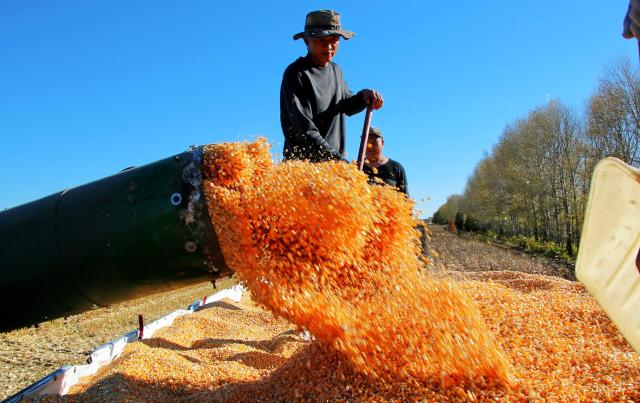 (261007) -- BEIJING, Oct. 7, 2026 (Xinhua) -- Farmers load newly harvested corns in a corn field of a farm under Beidahuang Group in northeast China's Heilongjiang Province, Oct. 5, 2026. China's top grain producer Heilongjiang Province has witnessed a bountiful harvest during the National Day holiday. (Photo by Lu Wenxiang/Xinhua)