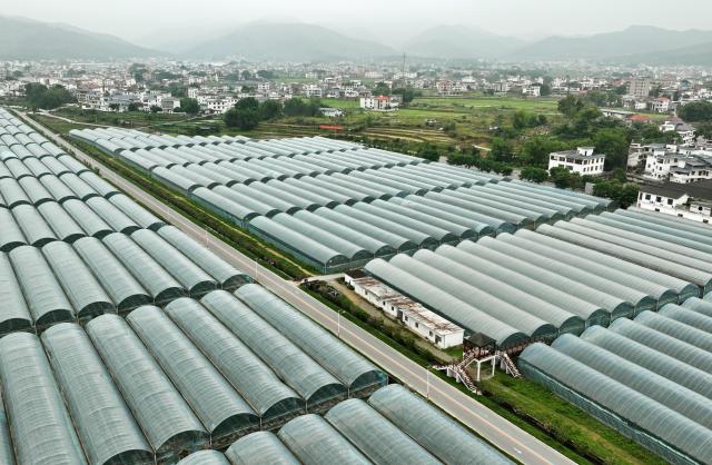 (261008) -- NANCHANG, Oct. 8, 2026 (Xinhua) -- An aerial drone photo taken on April. 16, 2026 shows a fruit and vegetable planting base in Tantou Village, Yudu County, east China's Jiangxi Province. (Xinhua/Wan Xiang)