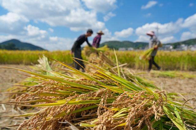 (261008) -- BEIJING, Oct. 8, 2026 (Xinhua) -- Farmers harvest paddy rice in a field in Luliang County of Qujing City, southwest China's Yunnan Province, Oct. 8, 2026. Autumn crops, the mainstay of China's annual grain production, are now being harvested. According to the Ministry of Agriculture and Rural Affairs, China is on track for a bumper grain harvest in 2026, thanks to steady progress in agricultural and rural modernization. (Photo by Wang Yong/Xinhua)