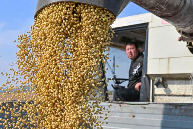 (261008) -- BEIJING, Oct. 8, 2026 (Xinhua) -- An agricultural machinery operator loads harvested soybeans into a transport vehicle at Baimasi Town of Luoyang City, central China's Henan Province, Oct. 8, 2026. Autumn crops, the mainstay of China's annual grain production, are now being harvested. According to the Ministry of Agriculture and Rural Affairs, China is on track for a bumper grain harvest in 2026, thanks to steady progress in agricultural and rural modernization. (Photo by Li Weichao/Xinhua)