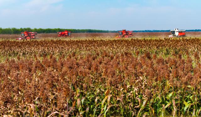 (261008) -- BEIJING, Oct. 8, 2026 (Xinhua) -- Harvesters harvest sorghum at a farmland demonstration area in Xiping County of Zhumadian City, central China's Henan Province, Oct. 8, 2026. Autumn crops, the mainstay of China's annual grain production, are now being harvested. According to the Ministry of Agriculture and Rural Affairs, China is on track for a bumper grain harvest in 2026, thanks to steady progress in agricultural and rural modernization. (Photo by Zhao Yongtao/Xinhua)