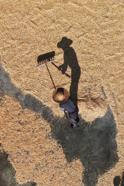 (261009) -- BEIJING, Oct. 9, 2026 (Xinhua) -- An aerial drone photo taken on Oct. 8, 2026 shows a villager airing autumn grain in his courtyard in Xianfeng County of Enshi Tujia and Miao Autonomous Prefecture, central China's Hubei Province. Autumn crops, the mainstay of China's annual grain production, are now being harvested. According to the Ministry of Agriculture and Rural Affairs, China is on track for a bumper grain harvest in 2026, thanks to steady progress in agricultural and rural modernization. (Photo by Li Weijun/Xinhua)