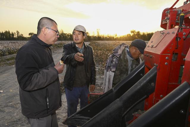(261009) -- SHAWAN, Oct. 9, 2026 (Xinhua) -- Lu Dewen (L) and his team discuss harvest schedule while troubleshooting machine at a cotton field in Shawan, northwest China's Xinjiang Uygur Autonomous Region, Oct. 1, 2026.
  As the autumn harvest arrives, cotton fields across Xinjiang turn snow-white. In Shawan, at the foot of the Tianshan Mountains, 35-year-old cotton farmer Lu Dewen is busy managing his cotton-picking team. This year, he planted 1,500 mu (about 100 hectares) of cotton. Since late September, his team's schedule has been filled with harvesting orders from nearby farmers, with some jobs taking them to southern Xinjiang.
  Four years ago, Lu's family bought a cotton picker, allowing them to harvest their own cotton and provide services to other farmers. Lu hired four workers and organized them into two shifts to improve efficiency. As cotton harvesting depends on favorable weather, the team must make the most of clear skies. Lu stays in the fields throughout the harvest to coordinate orders, troubleshoot his machine and manage schedules.
  Lu began farming alongside his father, Lu Gaolin, 10 years ago, learning every stage of cotton production, from sowing and irrigation to harvesting. "Fluctuations in the cotton market are normal, but farming requires steady, hard work," he said.
  Over the years, Lu has witnessed advances in cotton-growing techniques and the wider use of mechanized and intelligent agricultural machinery. His business now extends beyond his own farm to providing harvesting services for other growers. His father has stepped back from daily farm work but still visits the fields during the busy harvest season to check on progress and offer advice.
  Shawan is a major cotton-producing area in northern Xinjiang. According to the local bureau of agriculture and rural affairs, the city planted 1.6457 million mu (about 109,713 hectares) of cotton this year, with mechanized operations accounting for more than 99 percent of the work from sowing to harvesting. (Xinhua/Hu Huhu)