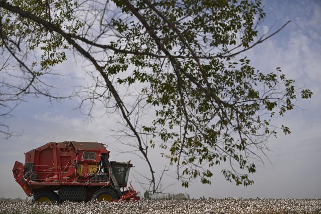 (261009) -- SHAWAN, Oct. 9, 2026 (Xinhua) -- A cotton picker of Lu Dewen's team harvests cotton for other farmers at a field in Daquan Township of Shawan, northwest China's Xinjiang Uygur Autonomous Region, Oct. 1, 2026.
  As the autumn harvest arrives, cotton fields across Xinjiang turn snow-white. In Shawan, at the foot of the Tianshan Mountains, 35-year-old cotton farmer Lu Dewen is busy managing his cotton-picking team. This year, he planted 1,500 mu (about 100 hectares) of cotton. Since late September, his team's schedule has been filled with harvesting orders from nearby farmers, with some jobs taking them to southern Xinjiang.
  Four years ago, Lu's family bought a cotton picker, allowing them to harvest their own cotton and provide services to other farmers. Lu hired four workers and organized them into two shifts to improve efficiency. As cotton harvesting depends on favorable weather, the team must make the most of clear skies. Lu stays in the fields throughout the harvest to coordinate orders, troubleshoot his machine and manage schedules.
  Lu began farming alongside his father, Lu Gaolin, 10 years ago, learning every stage of cotton production, from sowing and irrigation to harvesting. "Fluctuations in the cotton market are normal, but farming requires steady, hard work," he said.
  Over the years, Lu has witnessed advances in cotton-growing techniques and the wider use of mechanized and intelligent agricultural machinery. His business now extends beyond his own farm to providing harvesting services for other growers. His father has stepped back from daily farm work but still visits the fields during the busy harvest season to check on progress and offer advice.
  Shawan is a major cotton-producing area in northern Xinjiang. According to the local bureau of agriculture and rural affairs, the city planted 1.6457 million mu (about 109,713 hectares) of cotton this year, with mechanized operations accounting for more than 99 percent of the work from sowing to harvesting. (Xinhua/Hu Huhu)
