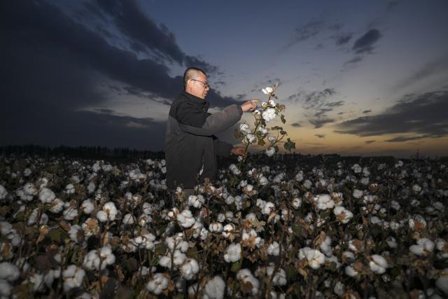 (261009) -- SHAWAN, Oct. 9, 2026 (Xinhua) -- Lu Dewen checks the status of cotton at his field in Sandaogou Village of Shawan, northwest China's Xinjiang Uygur Autonomous Region, Sept. 30, 2026.
  As the autumn harvest arrives, cotton fields across Xinjiang turn snow-white. In Shawan, at the foot of the Tianshan Mountains, 35-year-old cotton farmer Lu Dewen is busy managing his cotton-picking team. This year, he planted 1,500 mu (about 100 hectares) of cotton. Since late September, his team's schedule has been filled with harvesting orders from nearby farmers, with some jobs taking them to southern Xinjiang.
  Four years ago, Lu's family bought a cotton picker, allowing them to harvest their own cotton and provide services to other farmers. Lu hired four workers and organized them into two shifts to improve efficiency. As cotton harvesting depends on favorable weather, the team must make the most of clear skies. Lu stays in the fields throughout the harvest to coordinate orders, troubleshoot his machine and manage schedules.
  Lu began farming alongside his father, Lu Gaolin, 10 years ago, learning every stage of cotton production, from sowing and irrigation to harvesting. "Fluctuations in the cotton market are normal, but farming requires steady, hard work," he said.
  Over the years, Lu has witnessed advances in cotton-growing techniques and the wider use of mechanized and intelligent agricultural machinery. His business now extends beyond his own farm to providing harvesting services for other growers. His father has stepped back from daily farm work but still visits the fields during the busy harvest season to check on progress and offer advice.
  Shawan is a major cotton-producing area in northern Xinjiang. According to the local bureau of agriculture and rural affairs, the city planted 1.6457 million mu (about 109,713 hectares) of cotton this year, with mechanized operations accounting for more than 99 percent of the work from sowing to harvesting. (Xinhua/Hu Huhu)