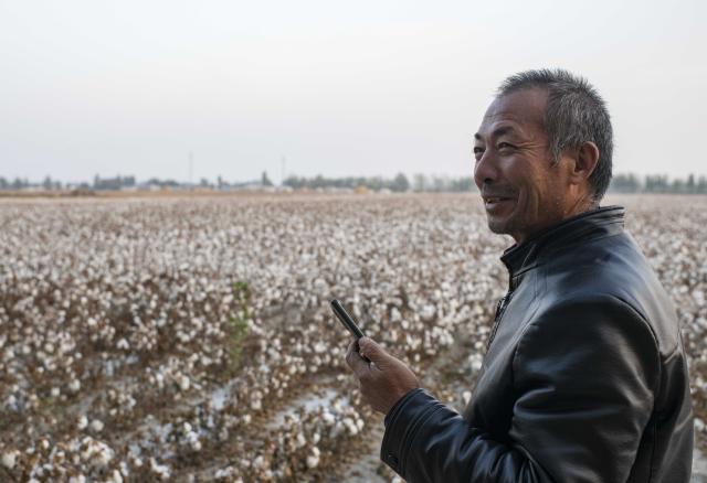 (261009) -- SHAWAN, Oct. 9, 2026 (Xinhua) -- Lu Gaolin calls a cotton picker owner at a cotton field in Sandaogou Village of Shawan, northwest China's Xinjiang Uygur Autonomous Region, Oct. 19, 2021.
  As the autumn harvest arrives, cotton fields across Xinjiang turn snow-white. In Shawan, at the foot of the Tianshan Mountains, 35-year-old cotton farmer Lu Dewen is busy managing his cotton-picking team. This year, he planted 1,500 mu (about 100 hectares) of cotton. Since late September, his team's schedule has been filled with harvesting orders from nearby farmers, with some jobs taking them to southern Xinjiang.
  Four years ago, Lu's family bought a cotton picker, allowing them to harvest their own cotton and provide services to other farmers. Lu hired four workers and organized them into two shifts to improve efficiency. As cotton harvesting depends on favorable weather, the team must make the most of clear skies. Lu stays in the fields throughout the harvest to coordinate orders, troubleshoot his machine and manage schedules.
  Lu began farming alongside his father, Lu Gaolin, 10 years ago, learning every stage of cotton production, from sowing and irrigation to harvesting. "Fluctuations in the cotton market are normal, but farming requires steady, hard work," he said.
  Over the years, Lu has witnessed advances in cotton-growing techniques and the wider use of mechanized and intelligent agricultural machinery. His business now extends beyond his own farm to providing harvesting services for other growers. His father has stepped back from daily farm work but still visits the fields during the busy harvest season to check on progress and offer advice.
  Shawan is a major cotton-producing area in northern Xinjiang. According to the local bureau of agriculture and rural affairs, the city planted 1.6457 million mu (about 109,713 hectares) of cotton this year, with mechanized operations accounting for more than 99 percent of the work from sowing to harvesting. (Xinhua/Hu Huhu)