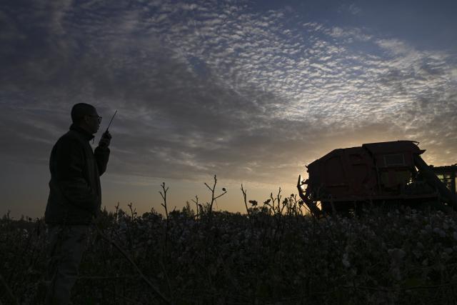 (261009) -- SHAWAN, Oct. 9, 2026 (Xinhua) -- Lu Dewen talks to his team through walkie-talkie at a cotton field in Shawan, northwest China's Xinjiang Uygur Autonomous Region, Oct. 1, 2026.
  As the autumn harvest arrives, cotton fields across Xinjiang turn snow-white. In Shawan, at the foot of the Tianshan Mountains, 35-year-old cotton farmer Lu Dewen is busy managing his cotton-picking team. This year, he planted 1,500 mu (about 100 hectares) of cotton. Since late September, his team's schedule has been filled with harvesting orders from nearby farmers, with some jobs taking them to southern Xinjiang.
  Four years ago, Lu's family bought a cotton picker, allowing them to harvest their own cotton and provide services to other farmers. Lu hired four workers and organized them into two shifts to improve efficiency. As cotton harvesting depends on favorable weather, the team must make the most of clear skies. Lu stays in the fields throughout the harvest to coordinate orders, troubleshoot his machine and manage schedules.
  Lu began farming alongside his father, Lu Gaolin, 10 years ago, learning every stage of cotton production, from sowing and irrigation to harvesting. "Fluctuations in the cotton market are normal, but farming requires steady, hard work," he said.
  Over the years, Lu has witnessed advances in cotton-growing techniques and the wider use of mechanized and intelligent agricultural machinery. His business now extends beyond his own farm to providing harvesting services for other growers. His father has stepped back from daily farm work but still visits the fields during the busy harvest season to check on progress and offer advice.
  Shawan is a major cotton-producing area in northern Xinjiang. According to the local bureau of agriculture and rural affairs, the city planted 1.6457 million mu (about 109,713 hectares) of cotton this year, with mechanized operations accounting for more than 99 percent of the work from sowing to harvesting. (Xinhua/Hu Huhu)