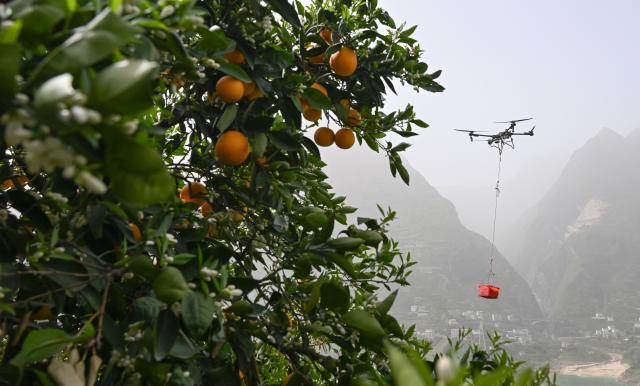 (261009) -- CHENGDU, Oct. 9, 2026 (Xinhua) -- A drone transports oranges in Guojiaba Town in Zigui County, central China's Hubei Province, April 13, 2025. (Xinhua/Cheng Min)