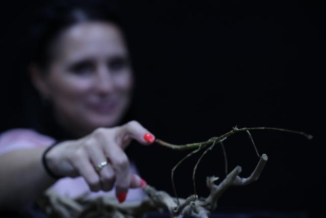 (261009) -- LJUBLJANA, Oct. 9, 2026 (Xinhua) -- An exhibitor touches a stick insect during the 32nd Bioexo Exotic Animals Exhibition in Ljubljana, Slovenia, Oct. 9, 2026. (Photo by Zeljko Stevanic/Xinhua)