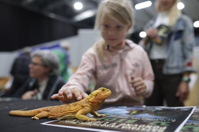 (261009) -- LJUBLJANA, Oct. 9, 2026 (Xinhua) -- A visitor touches a bearded dragon during the 32nd Bioexo Exotic Animals Exhibition in Ljubljana, Slovenia, Oct. 9, 2026. (Photo by Zeljko Stevanic/Xinhua)