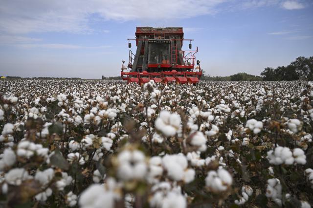 (261010) -- BEIJING, Oct. 10, 2026 (Xinhua) -- A cotton picker of Lu Dewen's team harvests cotton for other farmers at a field in Daquan Township of Shawan, northwest China's Xinjiang Uygur Autonomous Region, Oct. 1, 2026.
  In Shawan, at the foot of the Tianshan Mountains, 35-year-old cotton farmer Lu Dewen is busy managing his cotton-picking team. Four years ago, Lu's family bought a cotton picker, allowing them to harvest their own cotton and provide services to other farmers. Over the years, Lu has witnessed advances in cotton-growing techniques and the wider use of mechanized and intelligent agricultural machinery. 
  Shawan is a major cotton-producing area in northern Xinjiang. According to the local bureau of agriculture and rural affairs, the city planted 1.6457 million mu (about 109,713 hectares) of cotton this year, with mechanized operations accounting for more than 99 percent of the work from sowing to harvesting. (Xinhua/Hu Huhu)