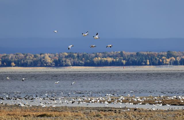 (261010) -- QUEBEC, Oct. 10, 2026 (Xinhua) -- This photo taken on Oct. 9, 2026 shows the fall migration of snow geese at the Cap Tourmente National Wildlife Area in Quebec, Canada. (Photo by Yang Shu/Xinhua)