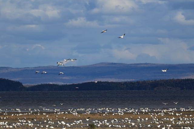 (261010) -- QUEBEC, Oct. 10, 2026 (Xinhua) -- This photo taken on Oct. 9, 2026 shows the fall migration of snow geese at the Cap Tourmente National Wildlife Area in Quebec, Canada. (Photo by Yang Shu/Xinhua)