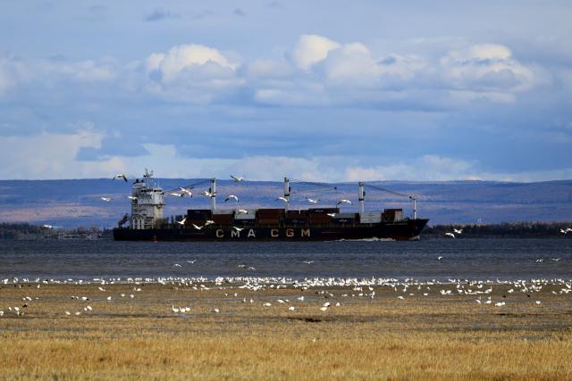 (261010) -- QUEBEC, Oct. 10, 2026 (Xinhua) -- This photo taken on Oct. 9, 2026 shows the fall migration of snow geese at the Cap Tourmente National Wildlife Area in Quebec, Canada. (Photo by Yang Shu/Xinhua)