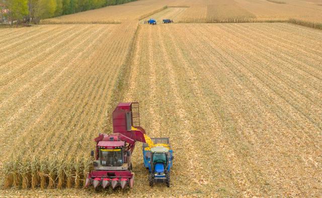 (261010) -- BEIJING, Oct. 10, 2026 (Xinhua) -- A drone photo taken on Oct. 9, 2026 shows harvesters working at a corn field in Tangyuan County of Jiamusi City, northeast China's Heilongjiang Province. (Photo by Chen Zhiguo/Xinhua)